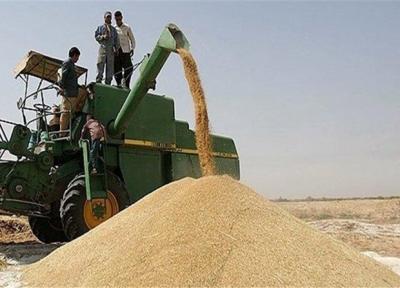 خرید بیش از 186 هزار تن گندم از زارعین آذربایجان غربی